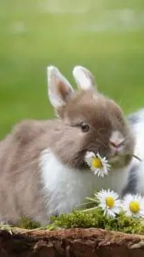 ai character: Rabbit family background