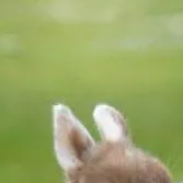 chat with ai character: Rabbit family