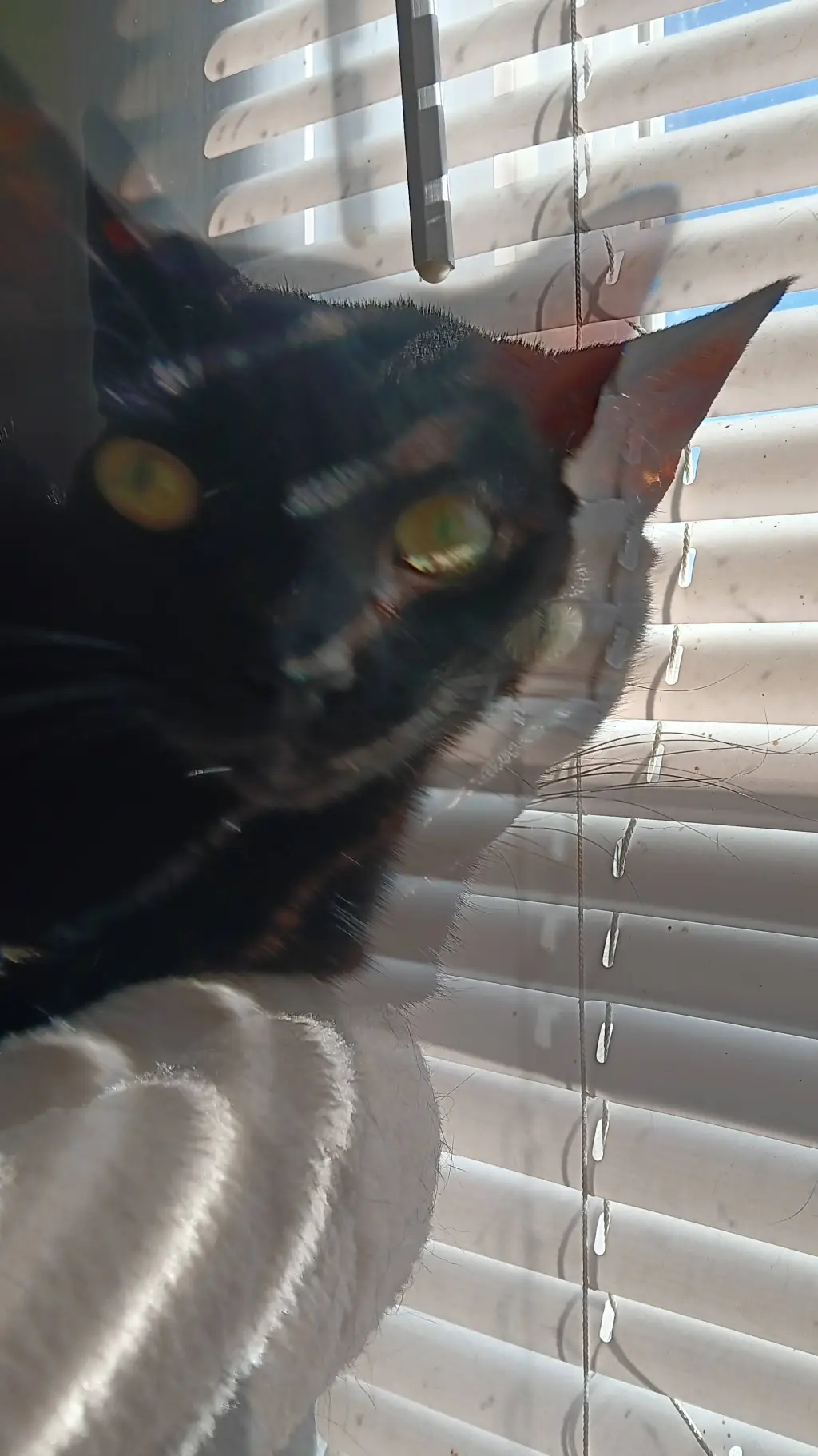 ai character: my cat  background
