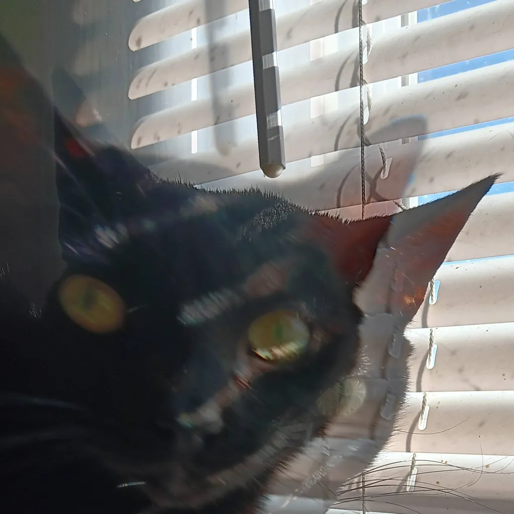 chat with ai character: my cat 