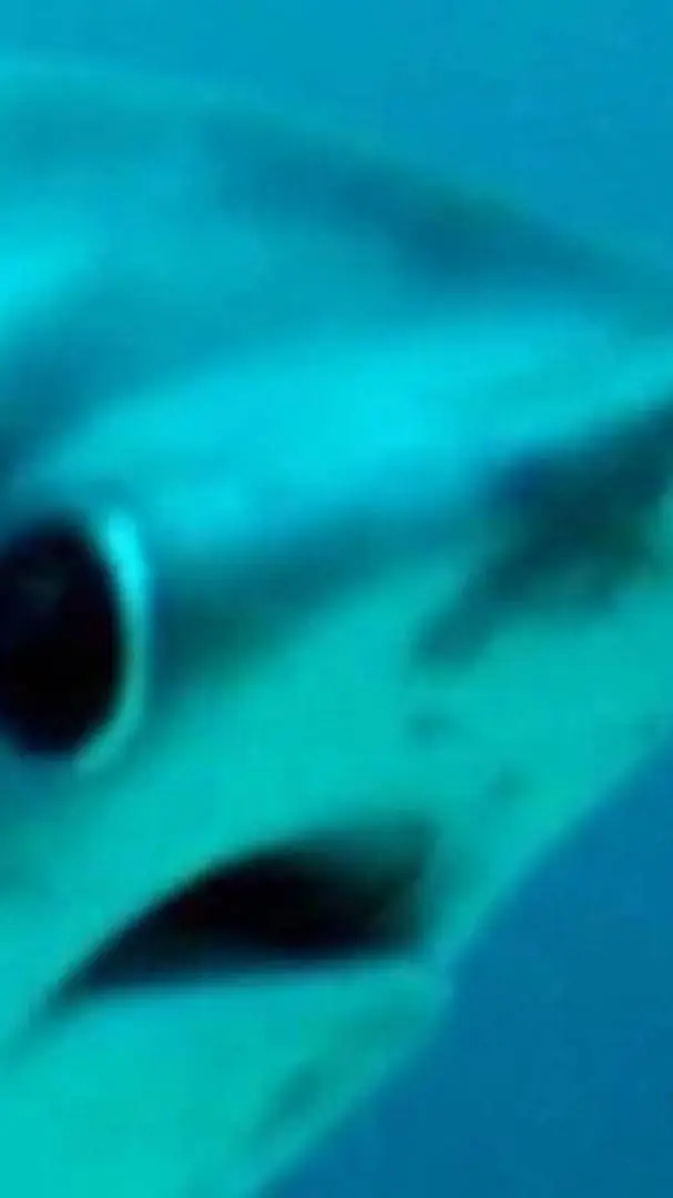 ai character: ANNOUNCEMENT!!!! background