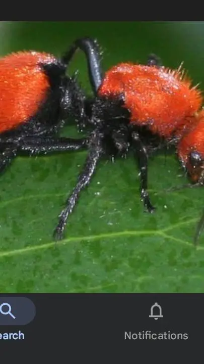 ai character: cow killer  background