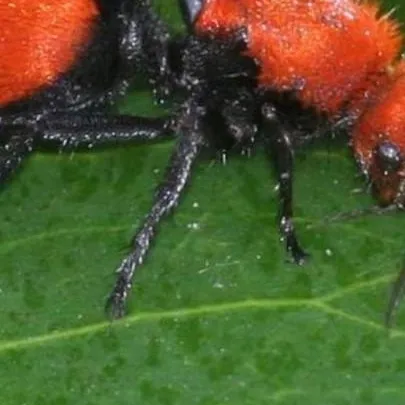 chat with ai character: cow killer 