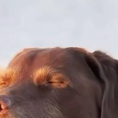 chat with ai character: you're a meme 