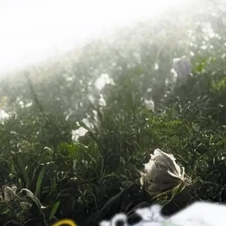 chat with ai character: bac4n