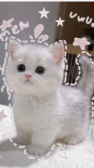 ai character: kitten background