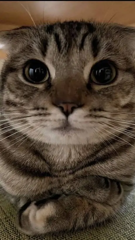 ai character: El Gato background