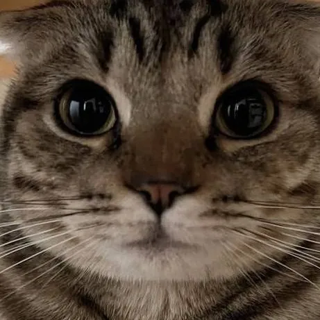 chat with ai character: El Gato