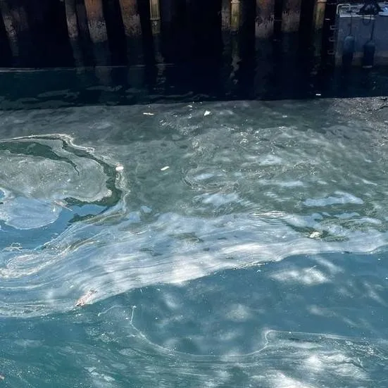 chat with ai character: pelea