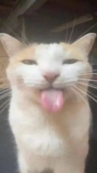 ai character: gato inteligentoso background