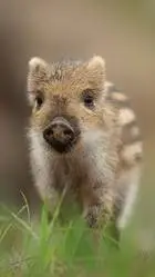 ai character: pjo Christmas  background