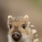 chat with ai character: pjo Christmas 