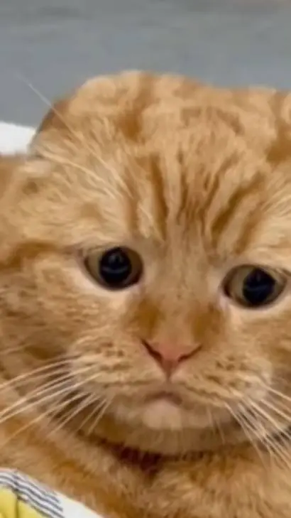 ai character: sad cat  background