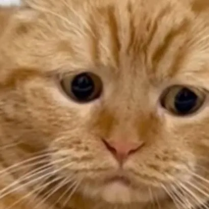 chat with ai character: sad cat 