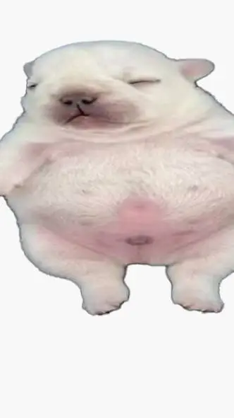 ai character: Pibble background