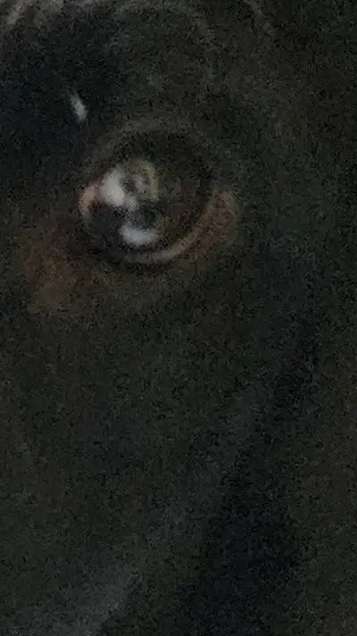 ai character: fallout  background