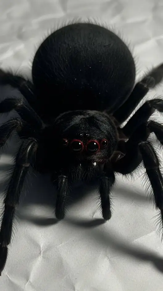 ai character: Raddy died background