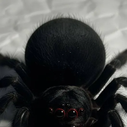 chat with ai character: Raddy died