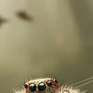 chat with ai character: a cute little spid