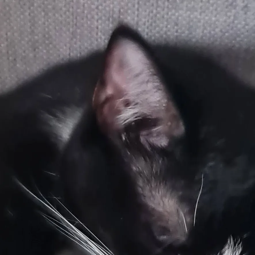 chat with ai character: Cat