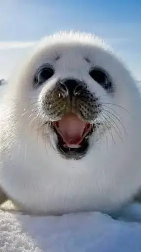 ai character: беляк background