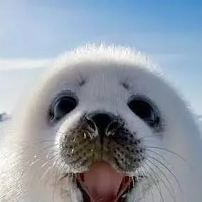 chat with ai character: беляк