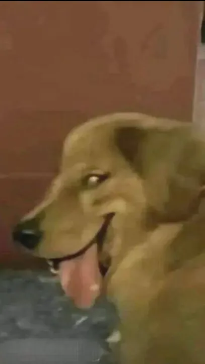 ai character: Dog background