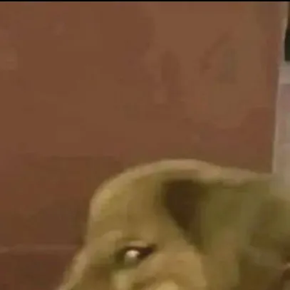 chat with ai character: Dog