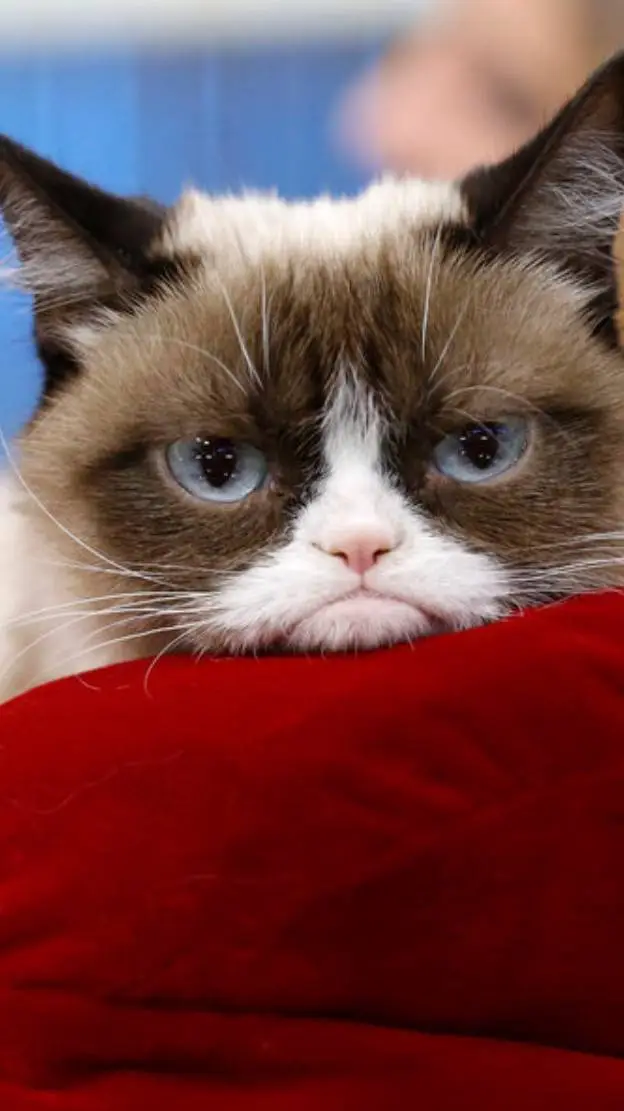 Talkie AI - Chat with Grumpy Cat 