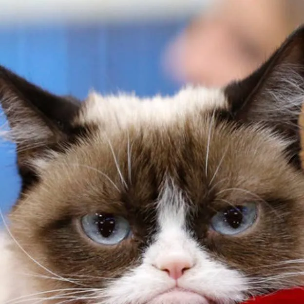 chat with ai character: Grumpy Cat 