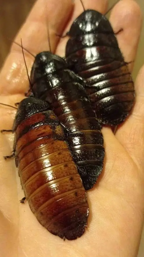 ai character: cockroach transfor background