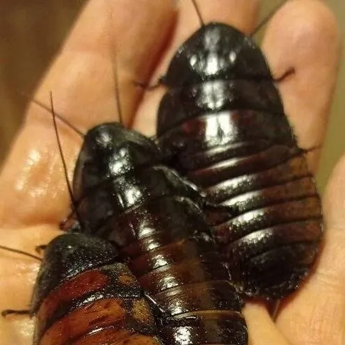 chat with ai character: cockroach transfor