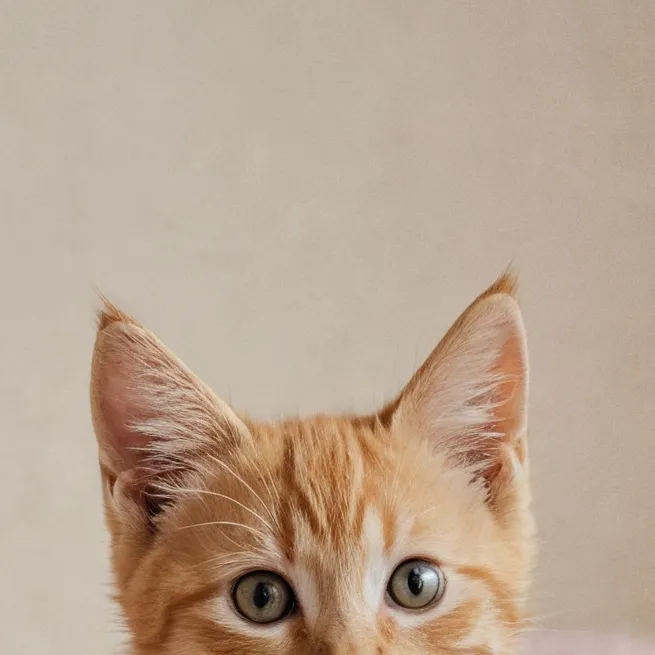 chat with ai character: Your ✨cat✨