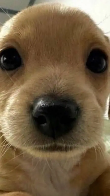 ai character: baby puppy background