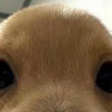 chat with ai character: baby puppy