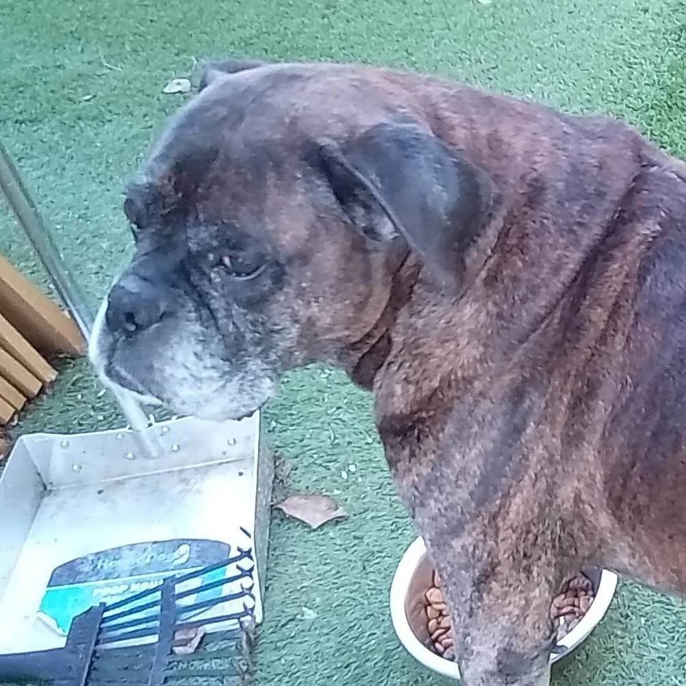 chat with ai character: hh 3