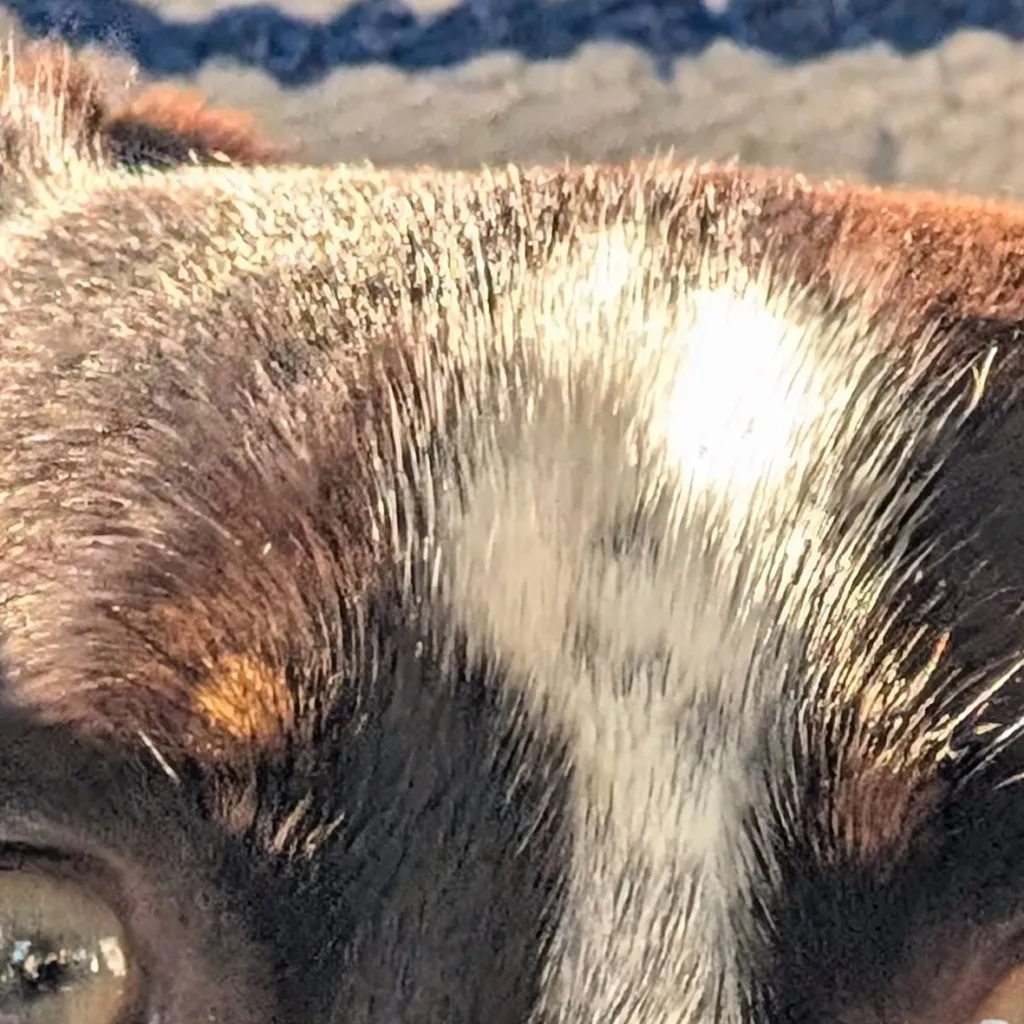 chat with ai character: Maisie