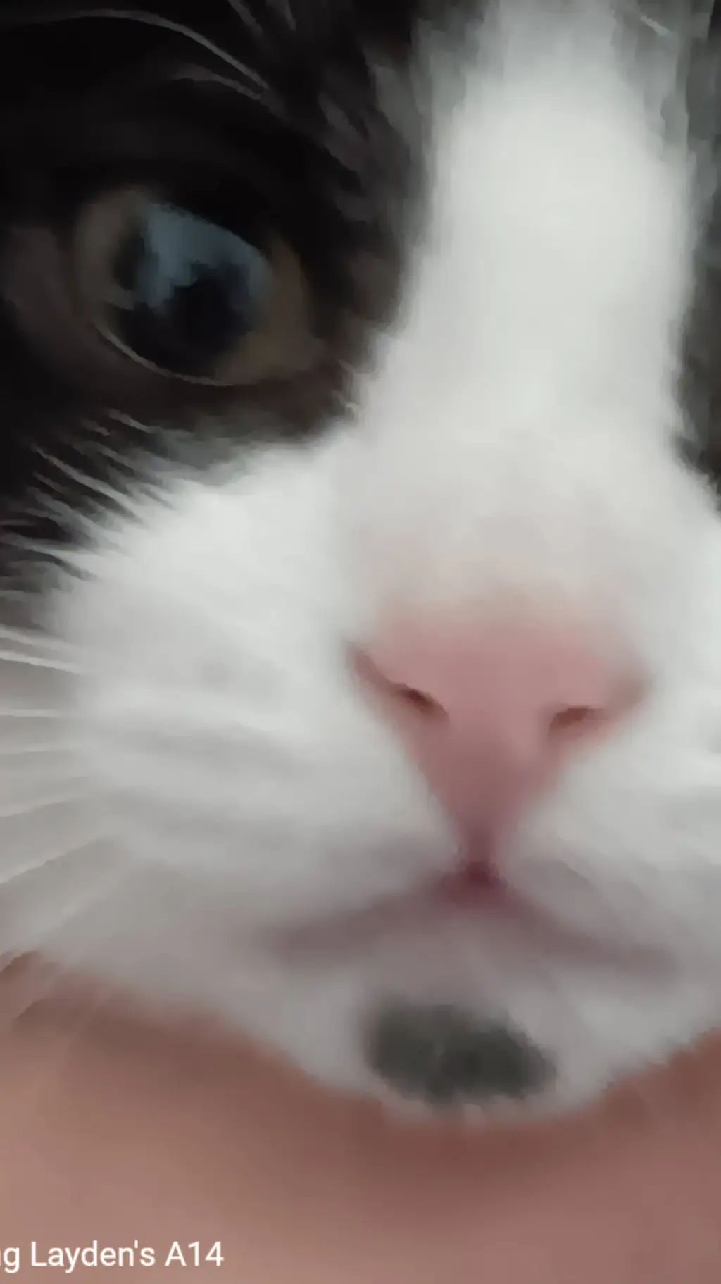 ai character: Attacking poppy. background