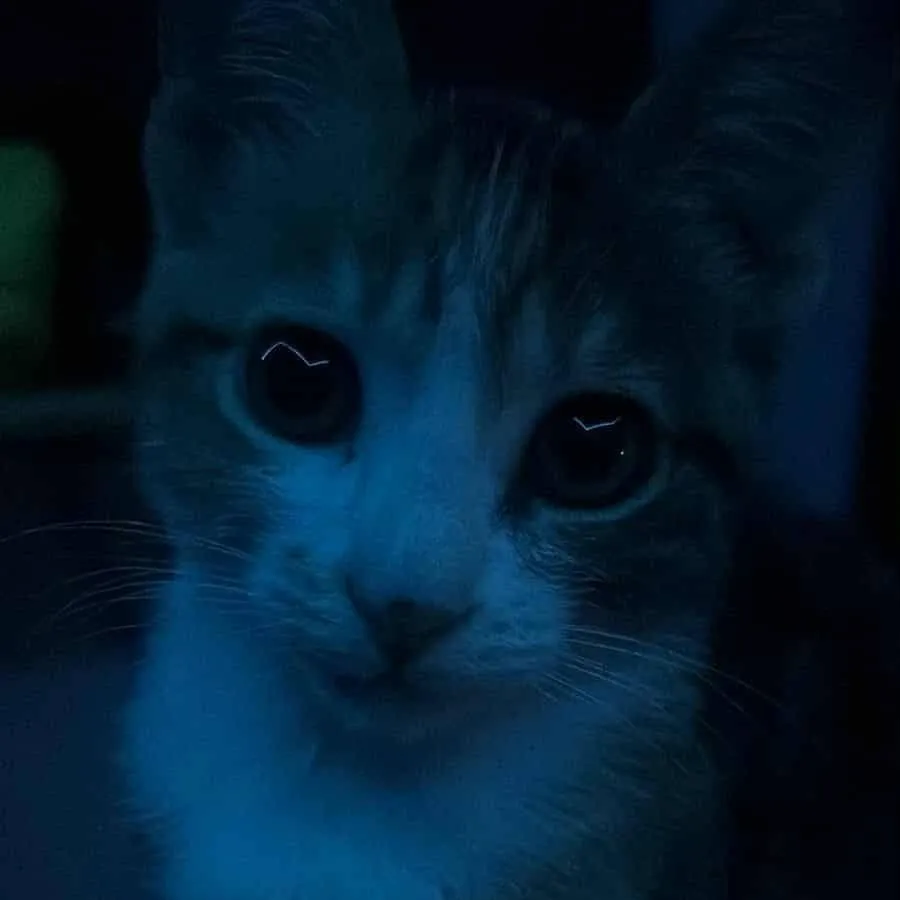 chat with ai character: Carolina gatito