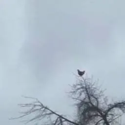 chat with ai character: Screaming Chicken