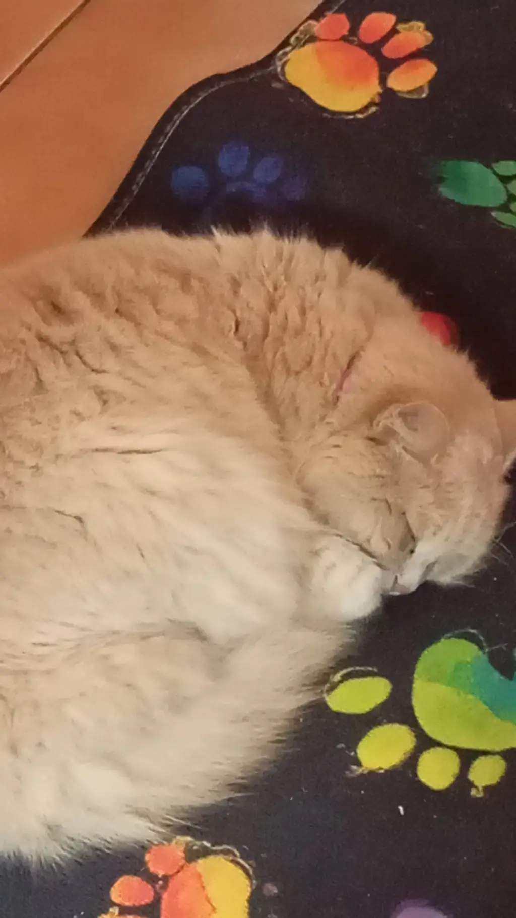 ai character: kitty background