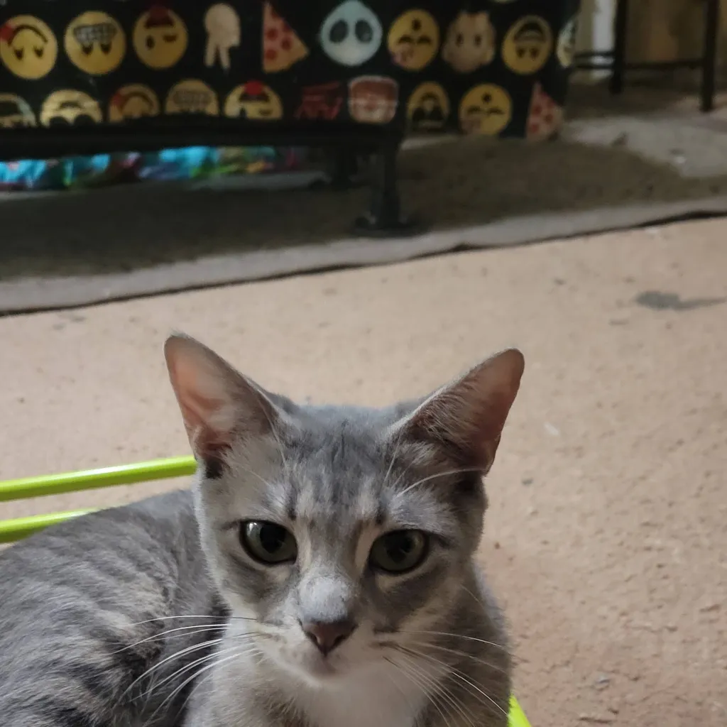 chat with ai character: Muffin 