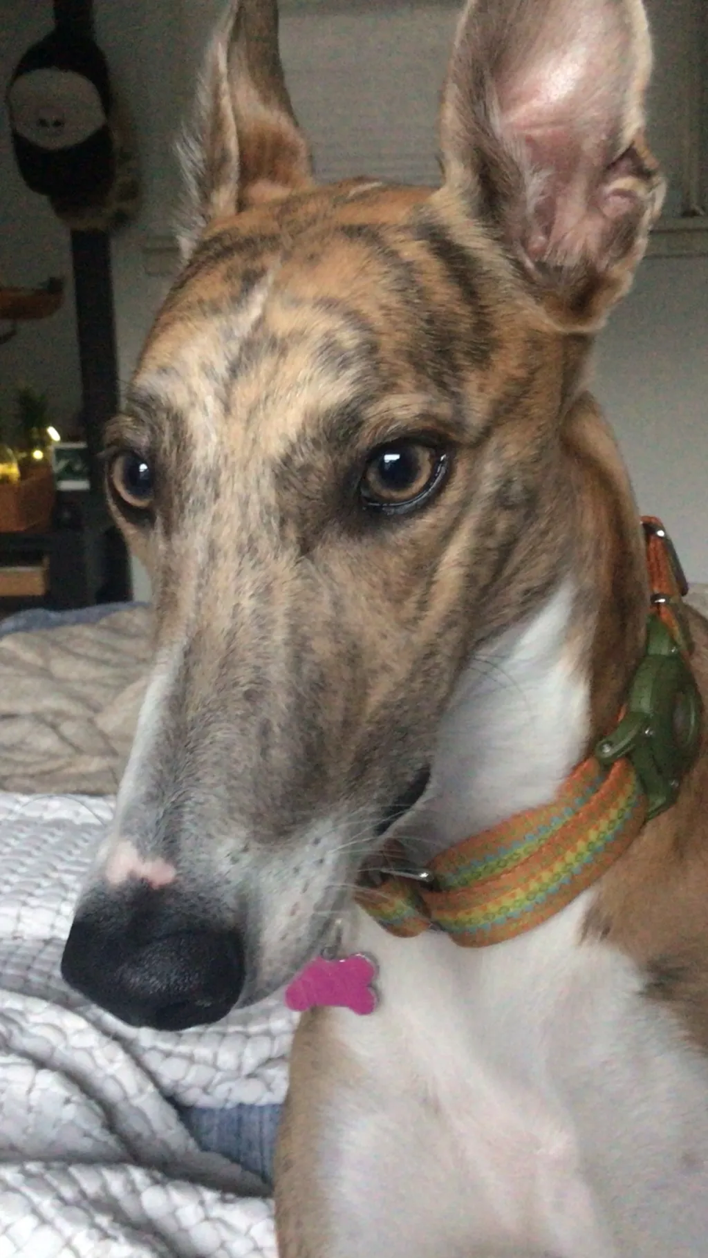 ai character: Olive the puppy  background