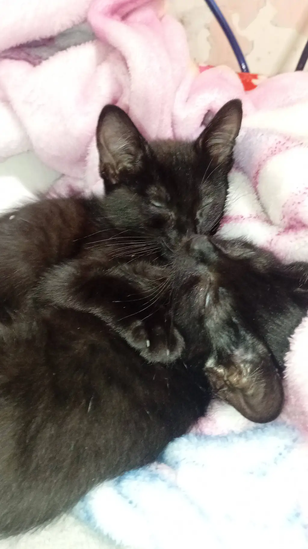 ai character: Tu esposo el gato background