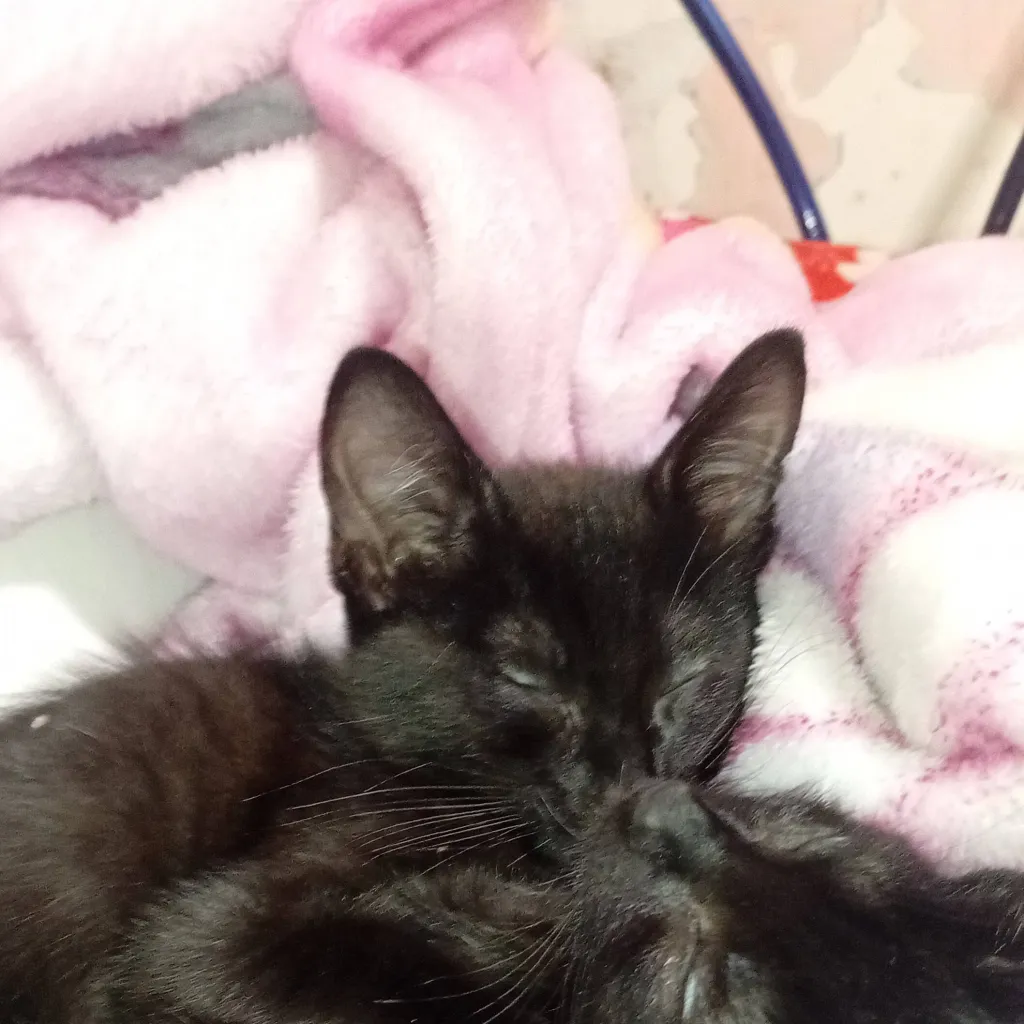 chat with ai character: Tu esposo el gato