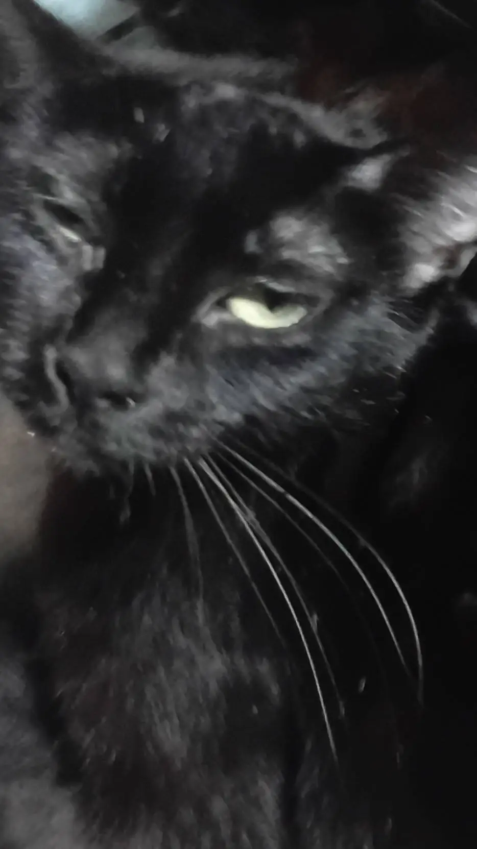 ai character: 🌙🖤Lunita🌙🖤 background