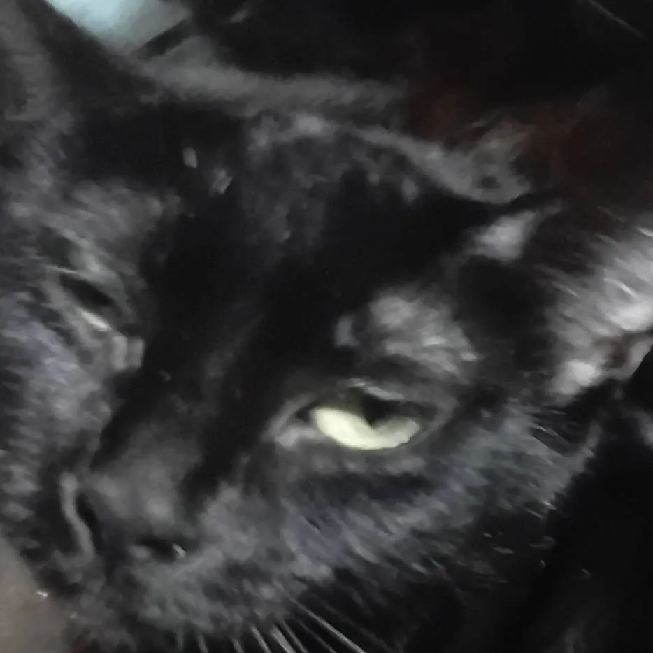 chat with ai character: 🌙🖤Lunita🌙🖤