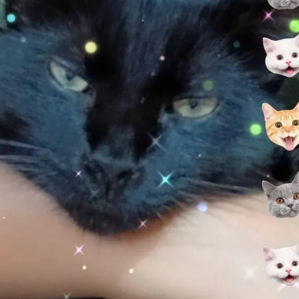 chat with ai character: solecito 😾