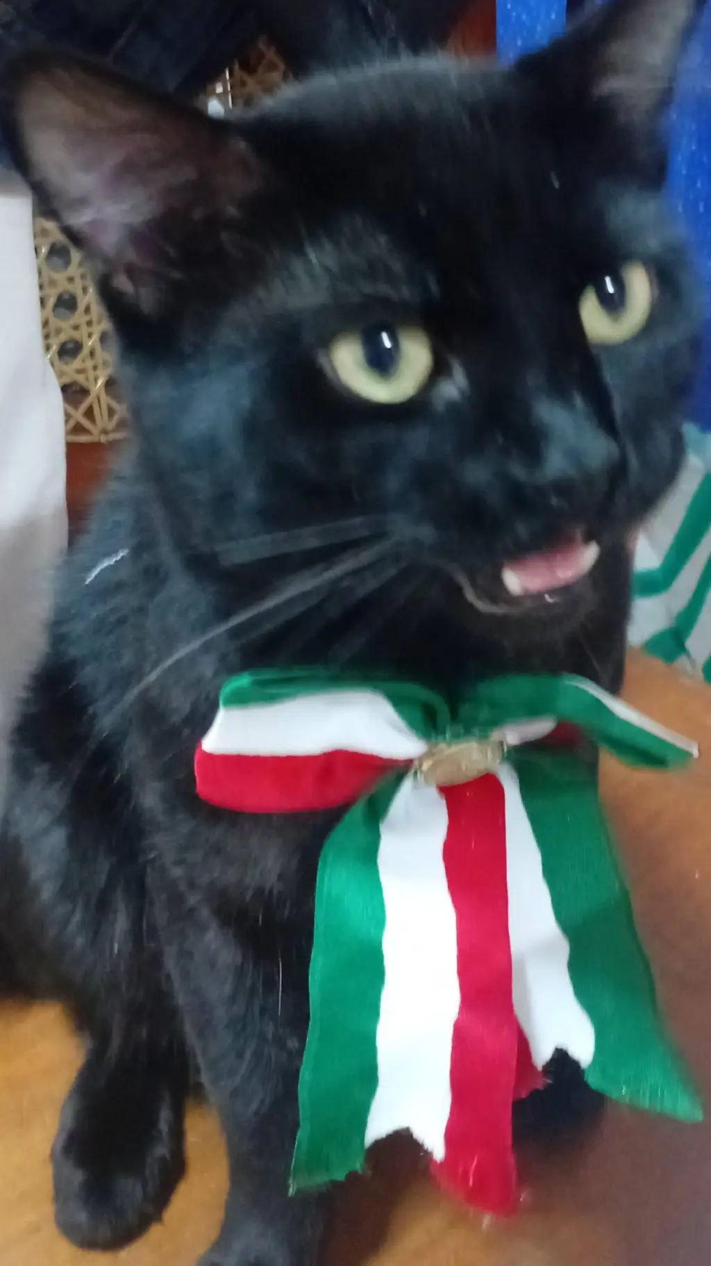 ai character: Gato mexicano🇲🇽(yo background