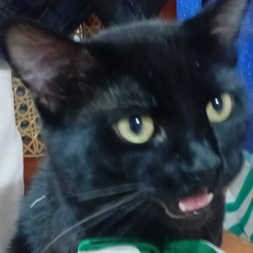 chat with ai character: Gato mexicano🇲🇽(yo